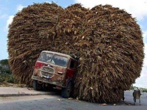 heel erg zwaar beladen vrachtwagen met een passerende koe